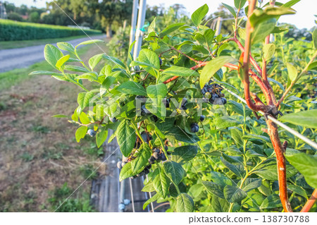 Capturing the essence of clean eating with a branch of unpicked, chemical-free blueberries in the countryside. Capturing the essence of clean eating with a branch of unpicked, chemical-free blueberries in the countryside. 138730788