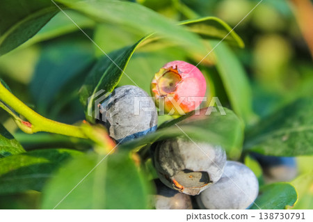 Plump, round fruits transition from green to deep blue, symbolizing the height of the agricultural growing season. Plump, round fruits transition from green to deep blue, symbolizing the height of the agricultural growing season. 138730791