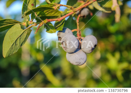 A bountiful bunch of highbush blueberries matures gracefully amidst lush, ovate green foliage in a rural field. A bountiful bunch of highbush blueberries matures gracefully amidst lush, ovate green foliage in a rural field. 138730796