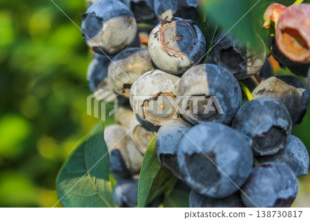These organic berries are a testament to patient gardening and the beauty of seasonal fruit production. These organic berries are a testament to patient gardening and the beauty of seasonal fruit production. 138730817