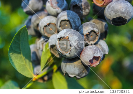 A peaceful, rustic image of wild berries growing along a sunlit trail in a temperate forest clearing. A peaceful, rustic image of wild berries growing along a sunlit trail in a temperate forest clearing. 138730821