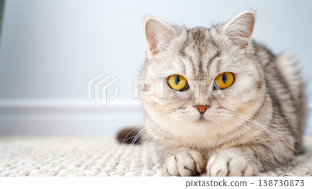 Silver tabby cat with striking yellow eyes resting on a textured carpet in a bright indoor setting with soft lighting Silver tabby cat with striking yellow eyes resting on a textured carpet in a bright indoor setting with soft lighting 138730873