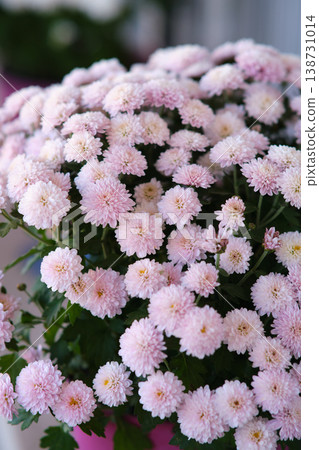 a large bush of flowering chrysanthemums a large bush of flowering chrysanthemums 138731014