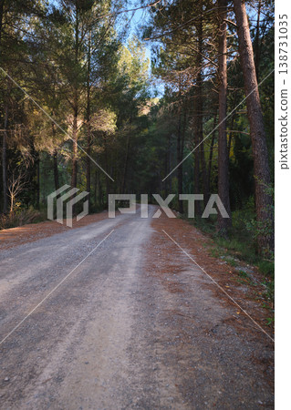 dirt road in the forest dirt road in the forest 138731035