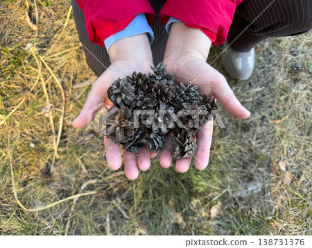 Hands hold pine cones collected in the forest near a path surrounded by trees Hands hold pine cones collected in the forest near a path surrounded by trees 138731376