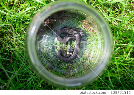 Small Snake In Glass Jar Wildlife Capture Concept Small Snake In Glass Jar Wildlife Capture Concept 138731515