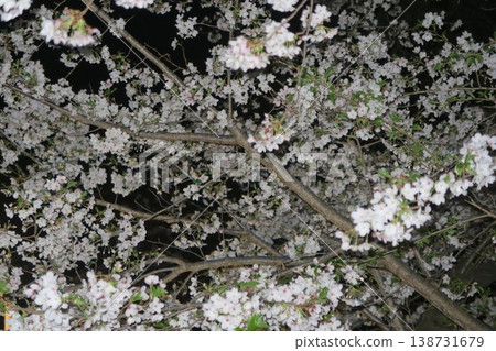 Cherry blossoms in full bloom shine brightly in Shiba Park Cherry blossoms in full bloom shine brightly in Shiba Park 138731679