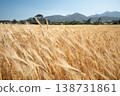 Beautiful wheat field. Wheat crop harvesting season 138731861