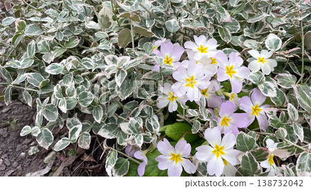 Blooming lilac primula vulgaris flowers nestled in variegated green and white euonymus foliage background 138732042