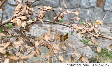 Dry brown leaves of euonymus fortunei shrub on branches against a blurred stone wall background outdoors Dry brown leaves of euonymus fortunei shrub on branches against a blurred stone wall background outdoors 138732047