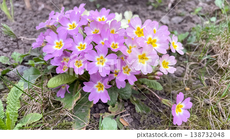 Lush cluster of purple primula vulgaris flowers with bright yellow centers blooming in spring garden 138732048