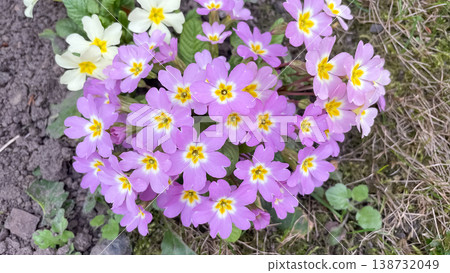Lush cluster of purple primula vulgaris flowers with bright yellow centers blooming in spring garden Lush cluster of purple primula vulgaris flowers with bright yellow centers blooming in spring garden 138732049