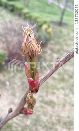 Macro of a blooming tree peony bud paeonia suffruticosa with young pinkish leaves in a spring garden 138732051