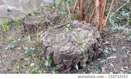 Old mossy tree stumps surrounded by fresh green vinca minor leaves in a spring garden outdoors Old mossy tree stumps surrounded by fresh green vinca minor leaves in a spring garden outdoors 138732052