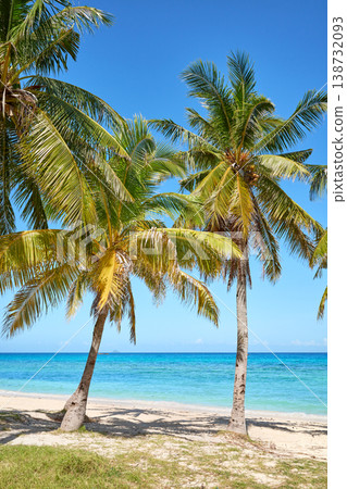 Coconut palms on a beautiful beach on the island of Malapascua, Philippines. 138732093