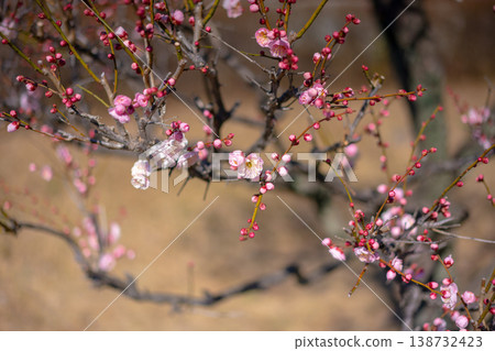 春天來了,美麗的梅花盛開 春天來了,美麗的梅花盛開 138732423