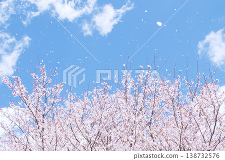 春日藍天下，櫻花隨風搖曳，構成了一幅清新怡人的畫面。 138732576