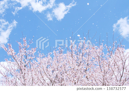 櫻花在清爽的藍色春空中搖曳生姿。 138732577
