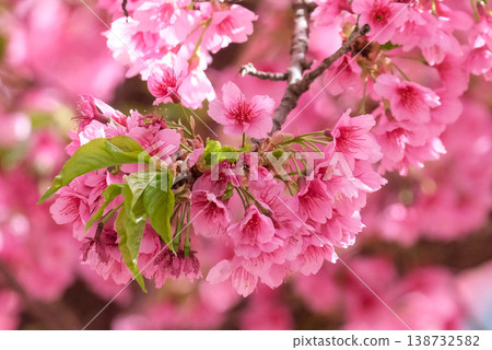 Spring blooming a small tree Taiwan cherry, Formosan cherry, or bellflower cherry (lat.- Prunus campanulata) 138732582