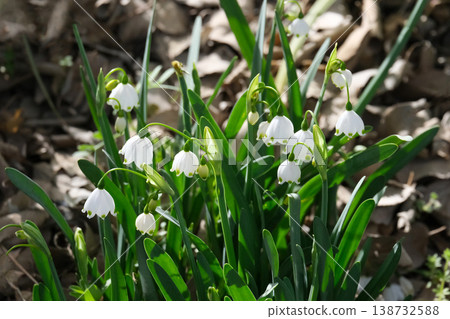 Spring blossom summer snowflake, giant snowflake, Loddon lily (lat.- Leucojum aestivum) 138732588
