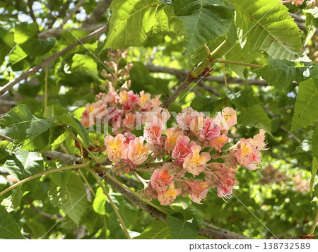 Red Horse Chestnut (lat.- Aesculus x carnea Briotii) 138732589