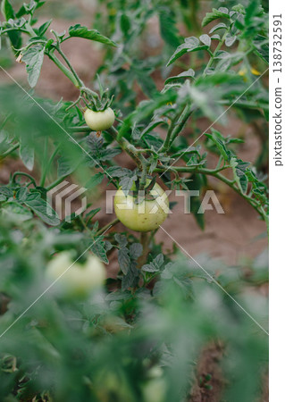 Close-up of unripe tomatoes on a plant, poor harvest Close-up of unripe tomatoes on a plant, poor harvest 138732591