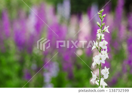 Single stalk of white delphinium flowers is in sharp focus, with a bokeh background of purple flowers and green foliage creating a dreamy atmosphere Single stalk of white delphinium flowers is in sharp focus, with a bokeh background of purple flowers and green foliage creating a dreamy atmosphere 138732599