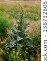 A tall mullein grows in the field. Verbascum 138732605