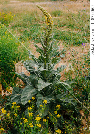 A tall mullein grows in the field. Verbascum 138732605