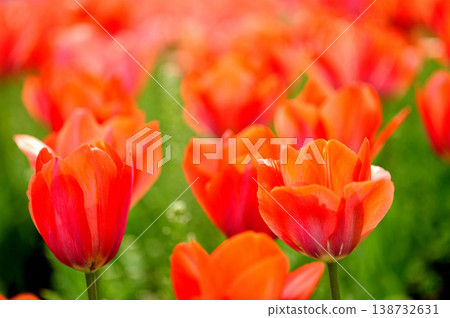 Tulip Festival 138732631