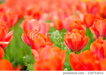 Tulip Festival Tulip Festival 138732632
