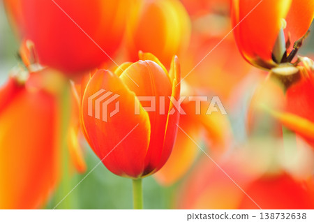 Tulip Festival 138732638