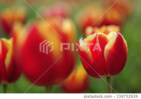 Tulip Festival 138732639
