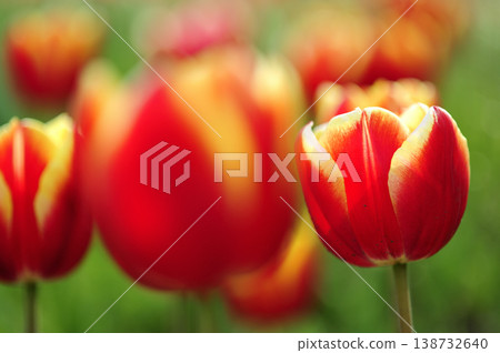 Tulip Festival Tulip Festival 138732640