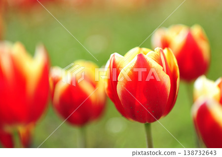 Tulip Festival 138732643