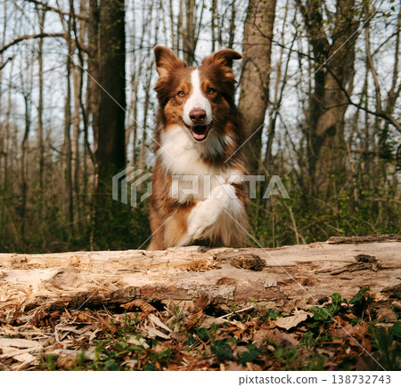 Australian shepherd jumping over a fallen tree trunk in a forest during a sunny spring day. Ideal for active pet lifestyle, training, agility and outdoor adventure concepts 138732743