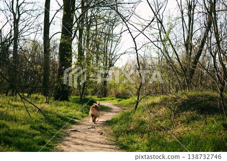 Australian shepherd dog walking along a forest path under blooming spring trees in warm sunlight. Ideal for pet lifestyle, outdoor activity, nature and seasonal travel content. Rear view Australian shepherd dog walking along a forest path under blooming spring trees in warm sunlight. Ideal for pet lifestyle, outdoor activity, nature and seasonal travel content. Rear view 138732746