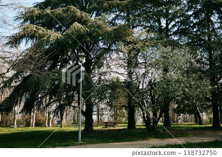 Quiet park with wooden picnic table under evergreen trees in soft sunlight creating a peaceful natural atmosphere. Perfect for outdoor leisure, lifestyle content, relaxation and travel visuals Quiet park with wooden picnic table under evergreen trees in soft sunlight creating a peaceful natural atmosphere. Perfect for outdoor leisure, lifestyle content, relaxation and travel visuals 138732750