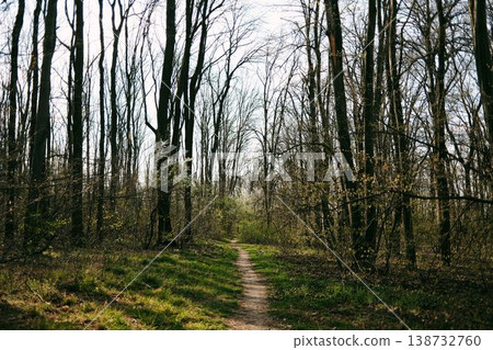 Spring forest path surrounded by tall trees and fresh greenery, perfect for travel, mindfulness, outdoor lifestyle and nature escape concepts Spring forest path surrounded by tall trees and fresh greenery, perfect for travel, mindfulness, outdoor lifestyle and nature escape concepts 138732760
