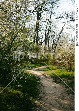 Forest path surrounded by blooming white trees in spring sunlight, perfect for travel, mindfulness, nature exploration and eco lifestyle storytelling Forest path surrounded by blooming white trees in spring sunlight, perfect for travel, mindfulness, nature exploration and eco lifestyle storytelling 138732765