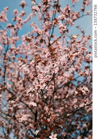 Soft focus cherry plum blossoms with dreamy bokeh background, ideal for romantic themes, beauty campaigns, wellness branding and delicate floral visuals Soft focus cherry plum blossoms with dreamy bokeh background, ideal for romantic themes, beauty campaigns, wellness branding and delicate floral visuals 138732766