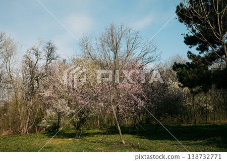 Blooming orchard with white and pink cherry and plum trees under blue sky, perfect for spring landscapes, travel content, eco lifestyle and seasonal marketing visuals 138732771