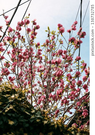 Dark pink magnolia tree blooming in urban garden with sky and cables, combining nature and city life, ideal for environmental, lifestyle and urban spring concepts Dark pink magnolia tree blooming in urban garden with sky and cables, combining nature and city life, ideal for environmental, lifestyle and urban spring concepts 138732785