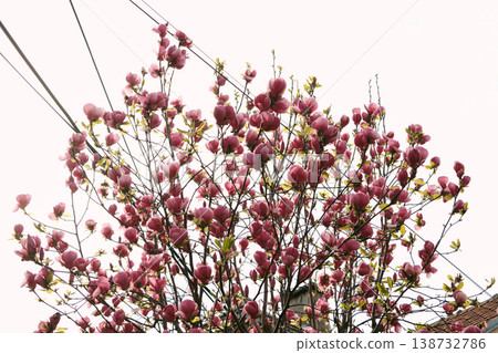 Dark pink magnolia tree blooming in urban garden with sky and cables, combining nature and city life, ideal for environmental, lifestyle and urban spring concepts Dark pink magnolia tree blooming in urban garden with sky and cables, combining nature and city life, ideal for environmental, lifestyle and urban spring concepts 138732786