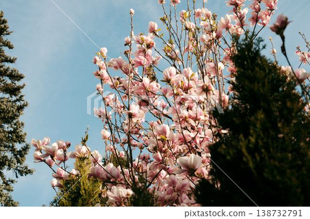Blooming magnolia tree with soft pink flowers against clear blue sky, ideal for spring branding, wellness concepts, seasonal campaigns and fresh lifestyle visuals Blooming magnolia tree with soft pink flowers against clear blue sky, ideal for spring branding, wellness concepts, seasonal campaigns and fresh lifestyle visuals 138732791