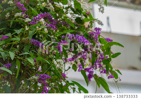 北海道札幌市百合原公園溫室裡的植物與綠植 北海道札幌市百合原公園溫室裡的植物與綠植 138733333