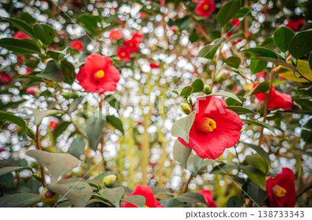 Plants and greenery at the Yurigahara Park greenhouse in Sapporo, Hokkaido 138733343