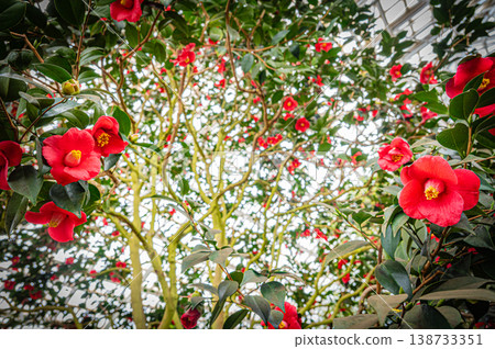 Plants and greenery at the Yurigahara Park greenhouse in Sapporo, Hokkaido 138733351