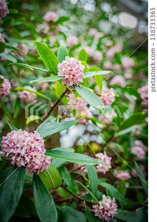 Plants and greenery at the Yurigahara Park greenhouse in Sapporo, Hokkaido 138733365
