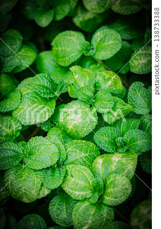 Plants and greenery at the Yurigahara Park greenhouse in Sapporo, Hokkaido 138733388